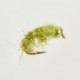 Нахлыстовая мушка Turall Bead Gold-Heads CADDIS WORM FLASH OLIVE